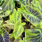 Colocasia esculenta var. antiquorum 'Illustris' --Black Beauty Elephant Ear--