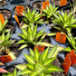Agave lophantha 'Tricolor'