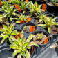 Agave lophantha 'Quadricolor'
