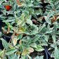 Trachelospermum asiaticum 'Tricolor' --Tricolor Asian Jasmine--