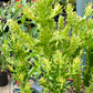 Euphorbia trigona 'Variegata'