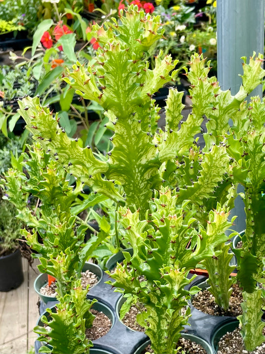 Euphorbia trigona 'Variegata'