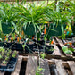 Chlorophytum comosum --Green Spider Plant--