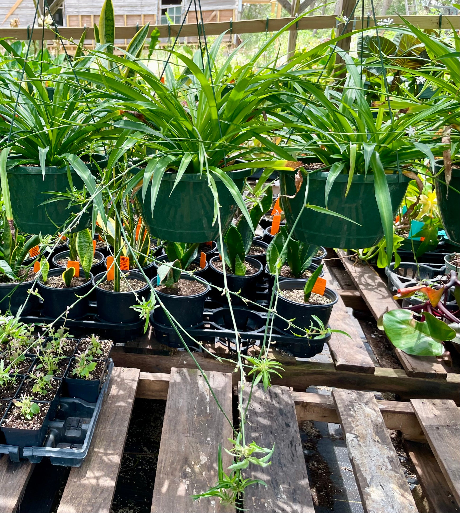spider plants and milk Chlorophytum comosum --Green Spider Plant--