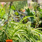 Chlorophytum comosum 'Bonnie' --Variegated Curly Spider Plant--