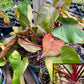 Philodendron 'Bloody Mary'
