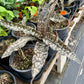 Sansevieria kirkii 'Pulchra' --Coppertone Snake Plant--