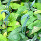 Syngonium podophyllum --Pink Splash Arrowhead Vine--