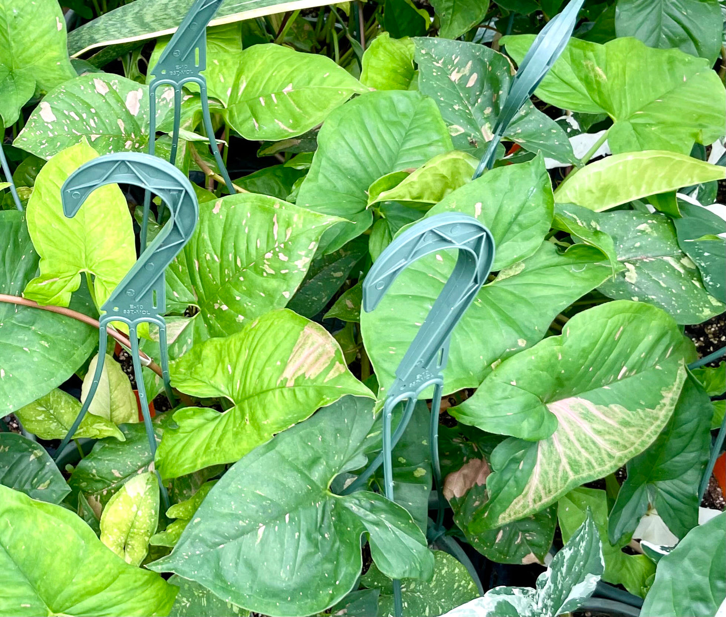 Syngonium podophyllum --Pink Splash Arrowhead Vine--