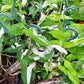 Syngonium podophyllum 'Albo-variegatum' --Variegated Arrowhead Vine--