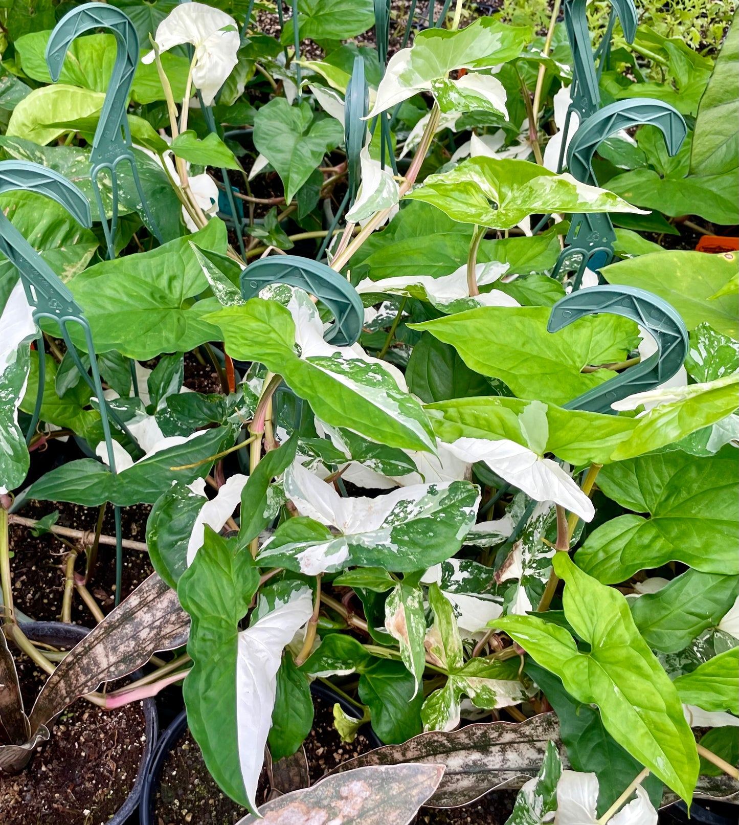 Syngonium podophyllum 'Albo-variegatum' --Variegated Arrowhead Vine--