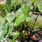 Colocasia esculenta --Burgundy Stem Elephant Ear--