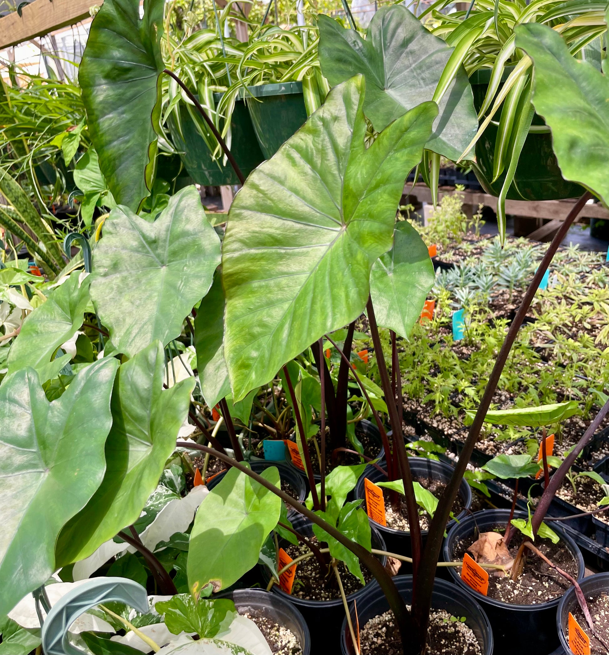 maroon elephant ear plant Colocasia esculenta --Burgundy Stem Elephant Ear--
