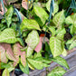 Syngonium --Pink Flecked Arrowhead Vine--