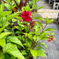 Hibiscus rosa-sinensis 'Fire and Ice'