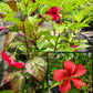 Hibiscus rosa-sinensis 'Fire and Ice'