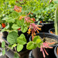 Lonicera sempervirens --Coral Honeysuckle--