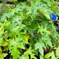 PAPAYA 'Sweet David' --Carica papaya--
