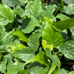 Alocasia cucullata --Yellow Tail Upright Elephant Ear--