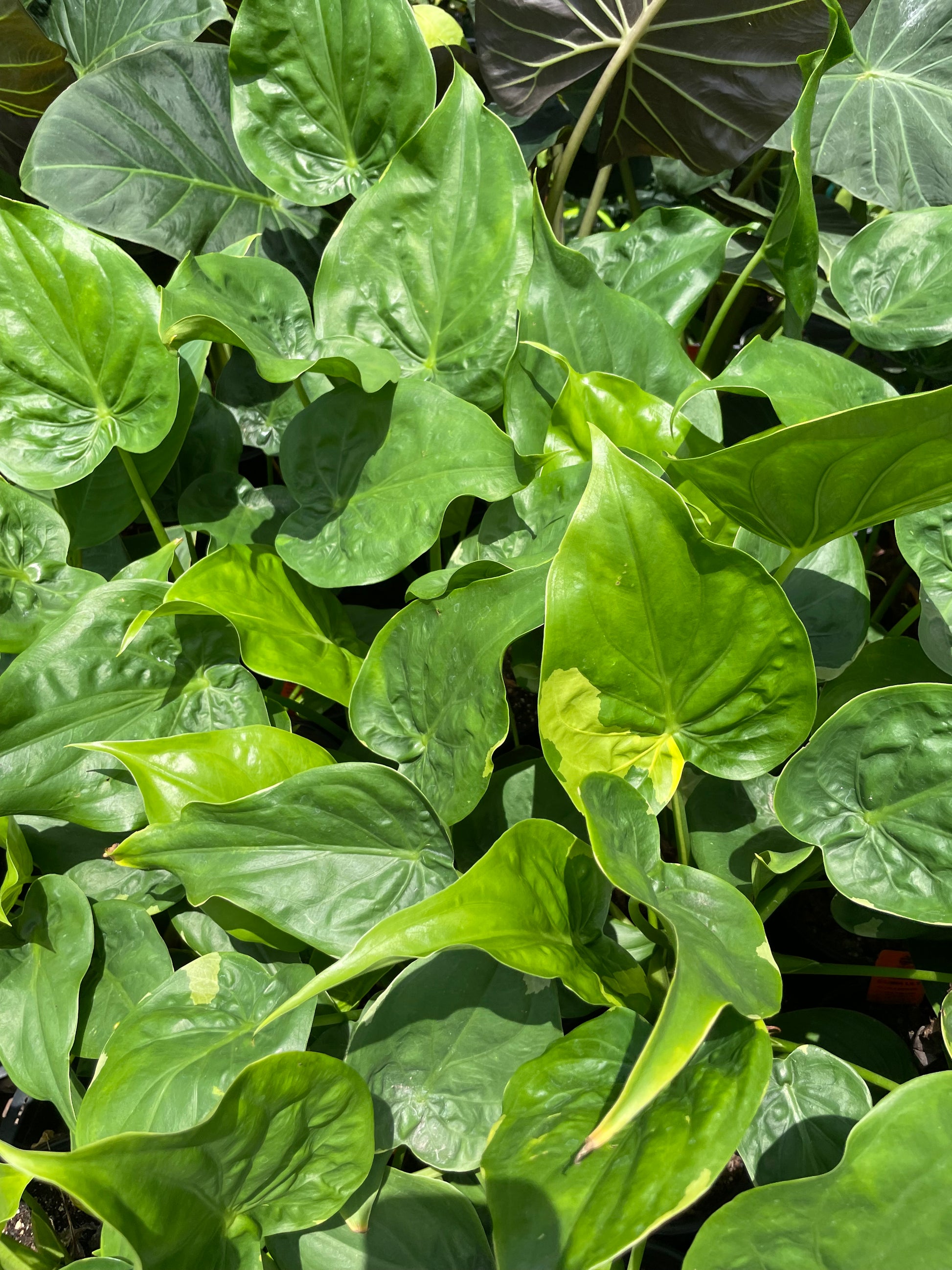 upright elephant ear plant Alocasia cucullata --Yellow Tail Upright Elephant Ear-