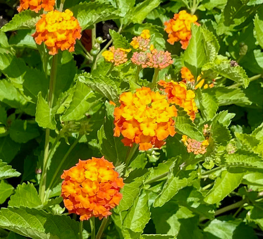 Lantana urticoides --Texas Lantana--