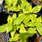 Lantana camara --Variegated Yellow Lantana--