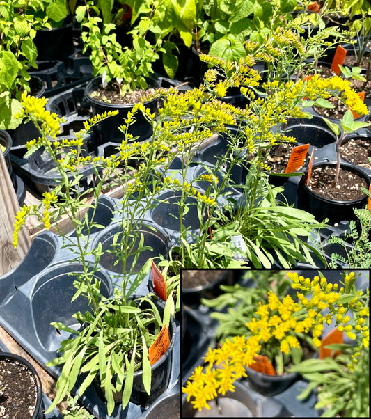 Solidago nemoralis --Gray Goldenrod--