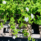 Lantana montevidensis --White Trailing Lantana--