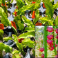DRAGON FRUIT 'Vietnamese White' --Hylocereus undatus--