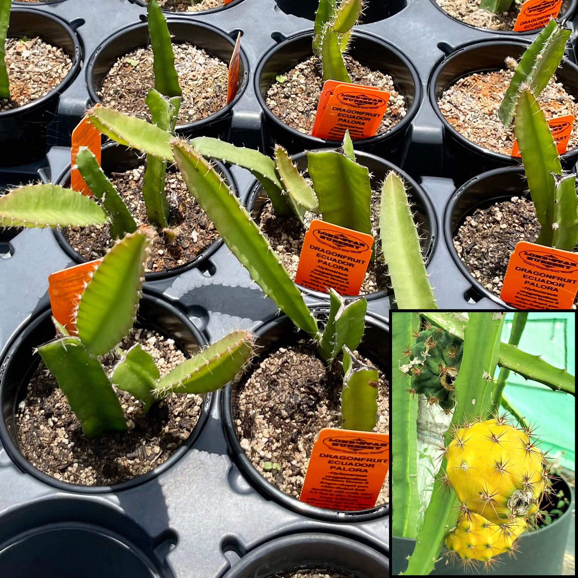 dragon fruit plant indoor DRAGON FRUIT 'Ecuador Palora' --Hylocereus megalanthus