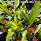 DRAGON FRUIT 'Edgar's Baby' --Hylocereus hybrid--
