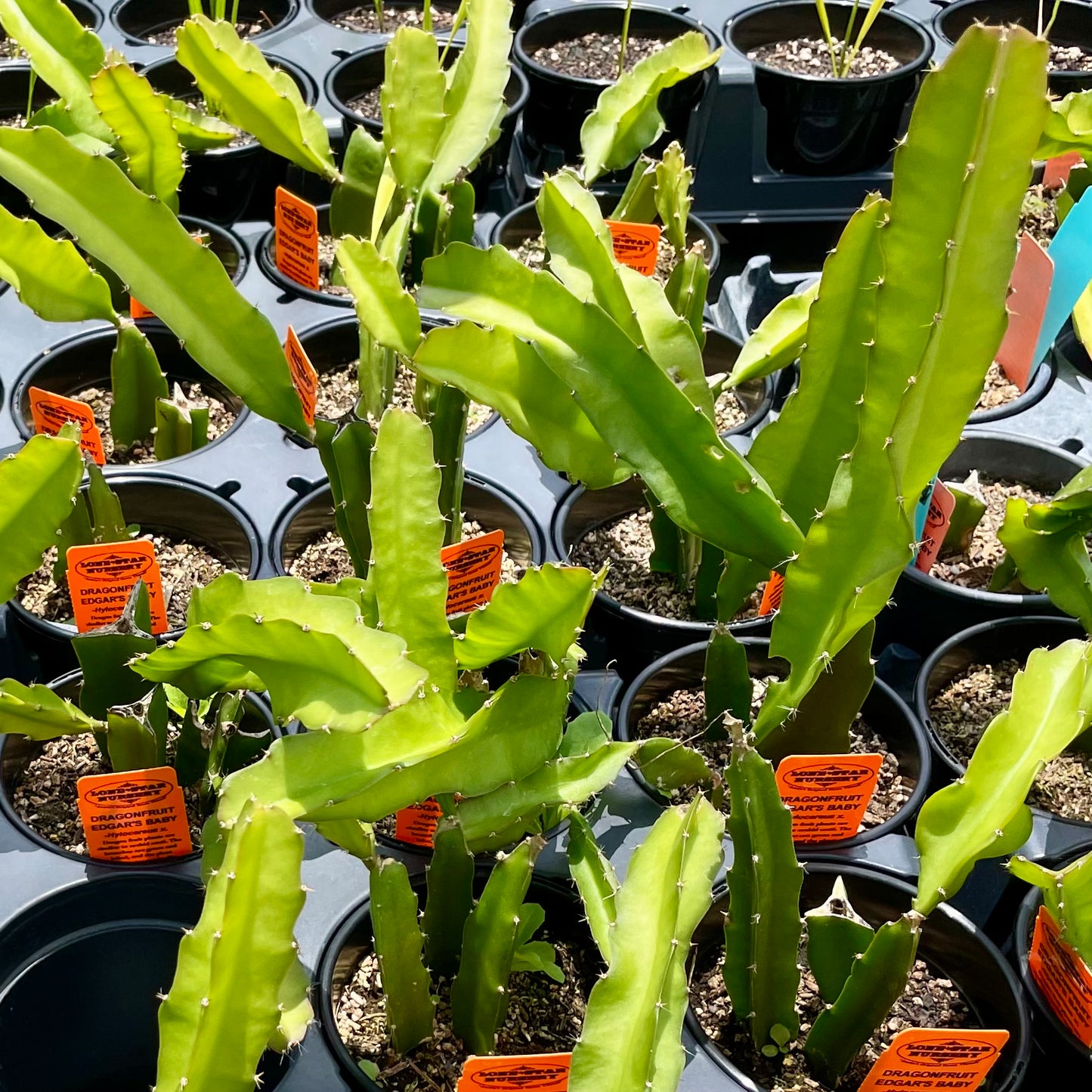 DRAGON FRUIT 'Edgar's Baby' --Hylocereus hybrid--