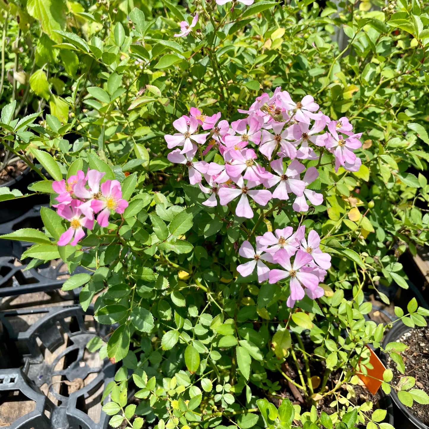 Rosa chinensis v. minima --Pink Clusters Single Rose--