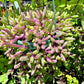 Othonna capensis 'Ruby Necklace'