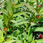Asclepias curassavica --Apollo Orange Tropical Milkweed--