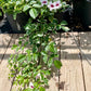 Pandorea jasminoides 'Variegata' --Variegated Pandora Vine--