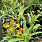 Asclepias curassavica --Silky Gold Milkweed--