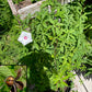Merremia dissecta --Alamo Vine--