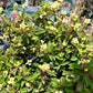 Euphorbia milii --Dune Crown of Thorns--