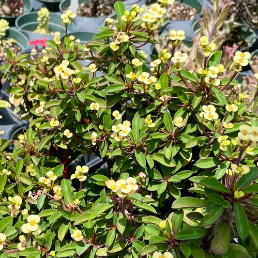 Euphorbia milii --Dune Crown of Thorns--