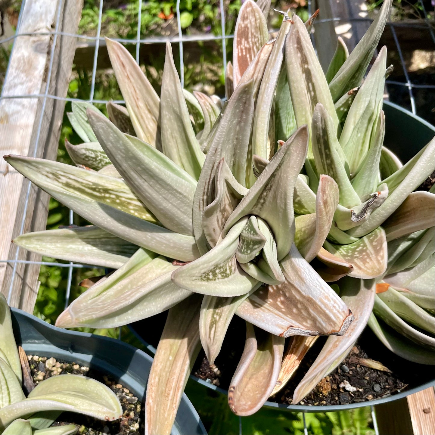 Gasteria brachyphylla 'Frosty'