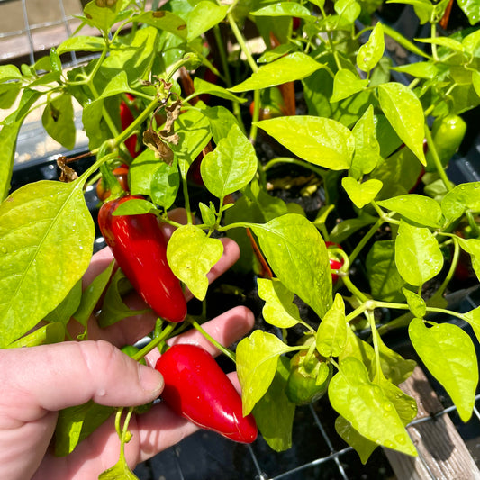 PEPPER 'Pot-a-Peño'