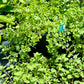 OREGANO 'Greek' --Origanum heracleoticum--