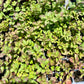 OREGANO 'Turkestan' --Origanum vulgare 'Gracile'--