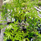 ELDERBERRY 'Native' --Sambucus canadensis--