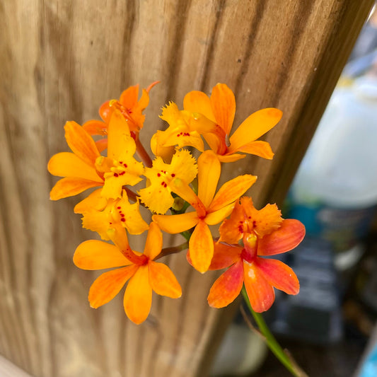 Epidendrum radicans --Fire-star Orchid--