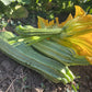 SQUASH 'Costata Romanesco'