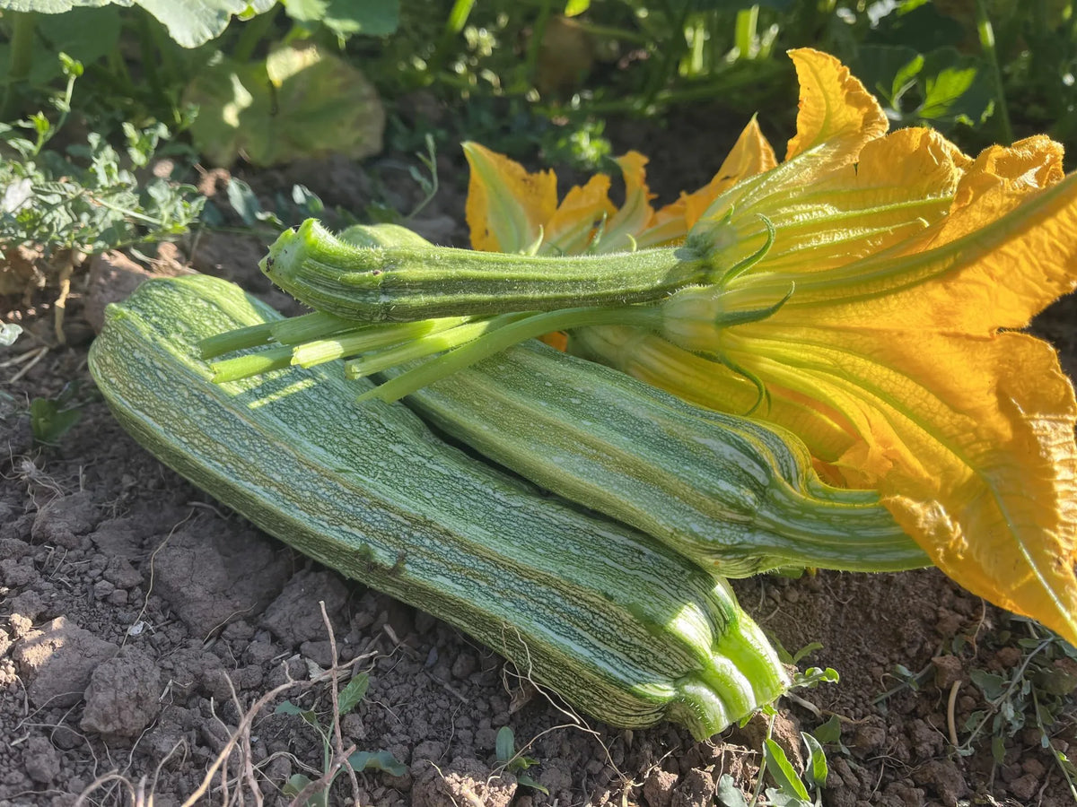 SQUASH 'Costata Romanesco'