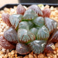 Haworthia obtusa 'Purple'