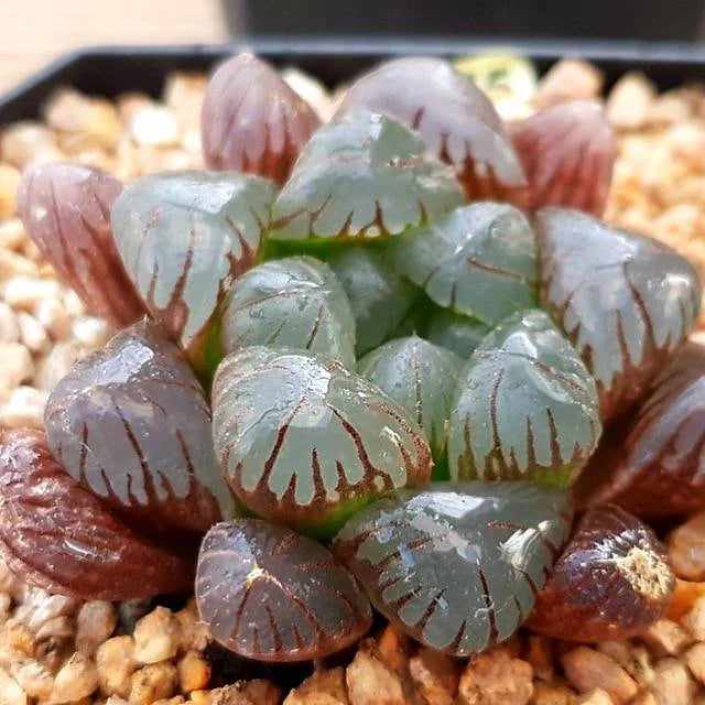 haworthia obtusa 'crystal' light blue transparent succulent Haworthia obtusa 'Purple'